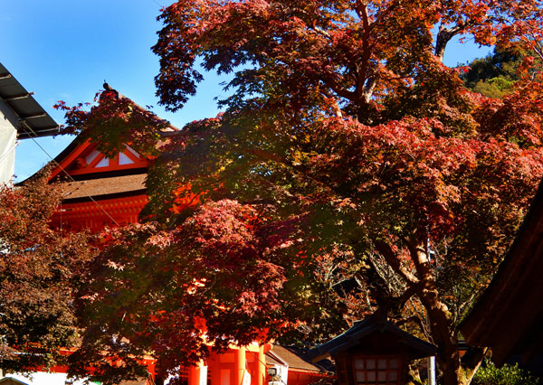 Kamigamo Shrine's image 1
