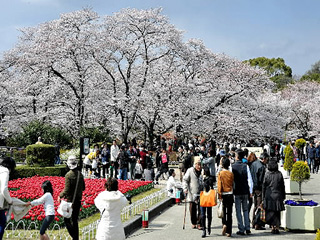 桜のスポット21 京都新聞
