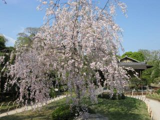 桜のスポット21 京都新聞